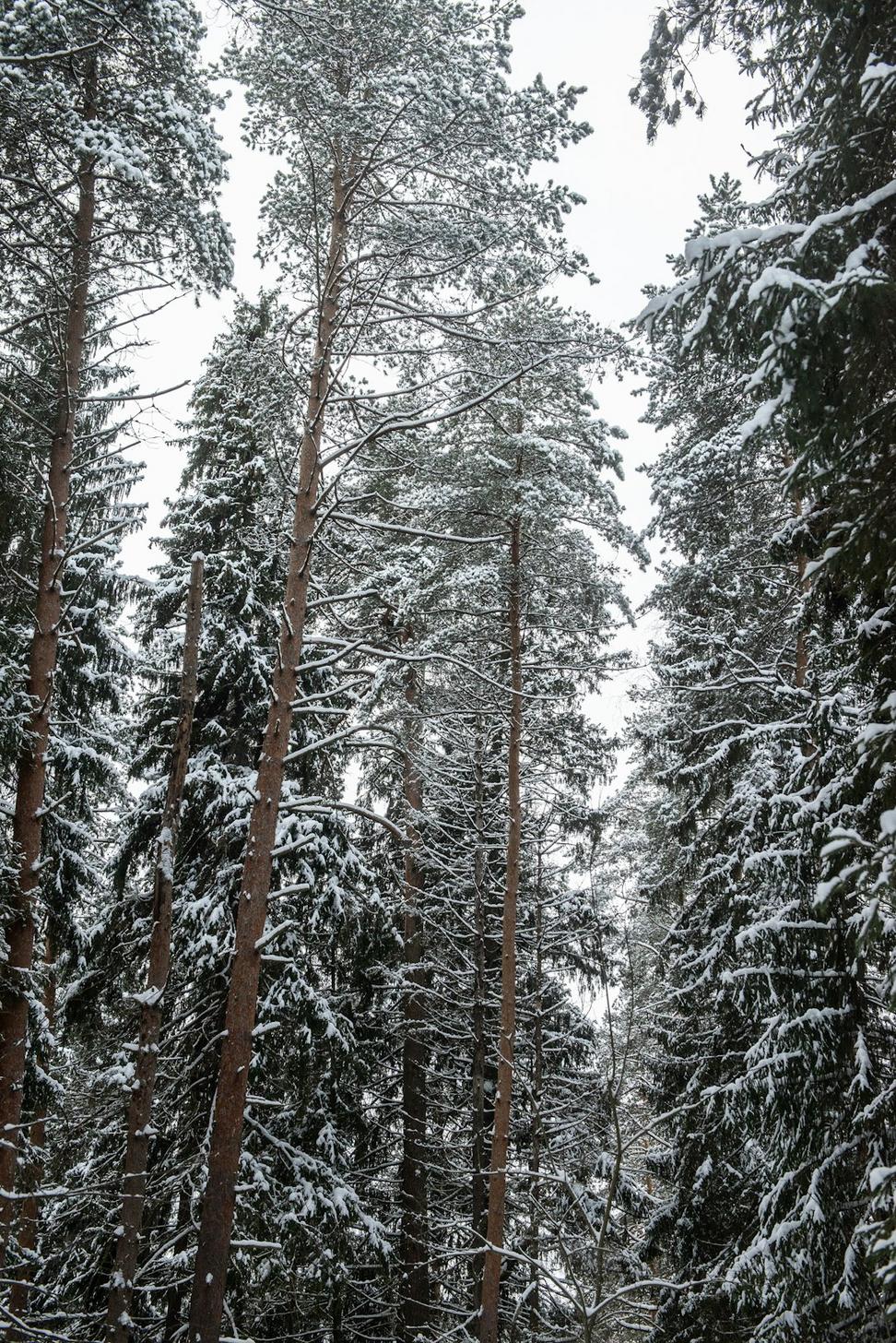 Winter snowshoeing